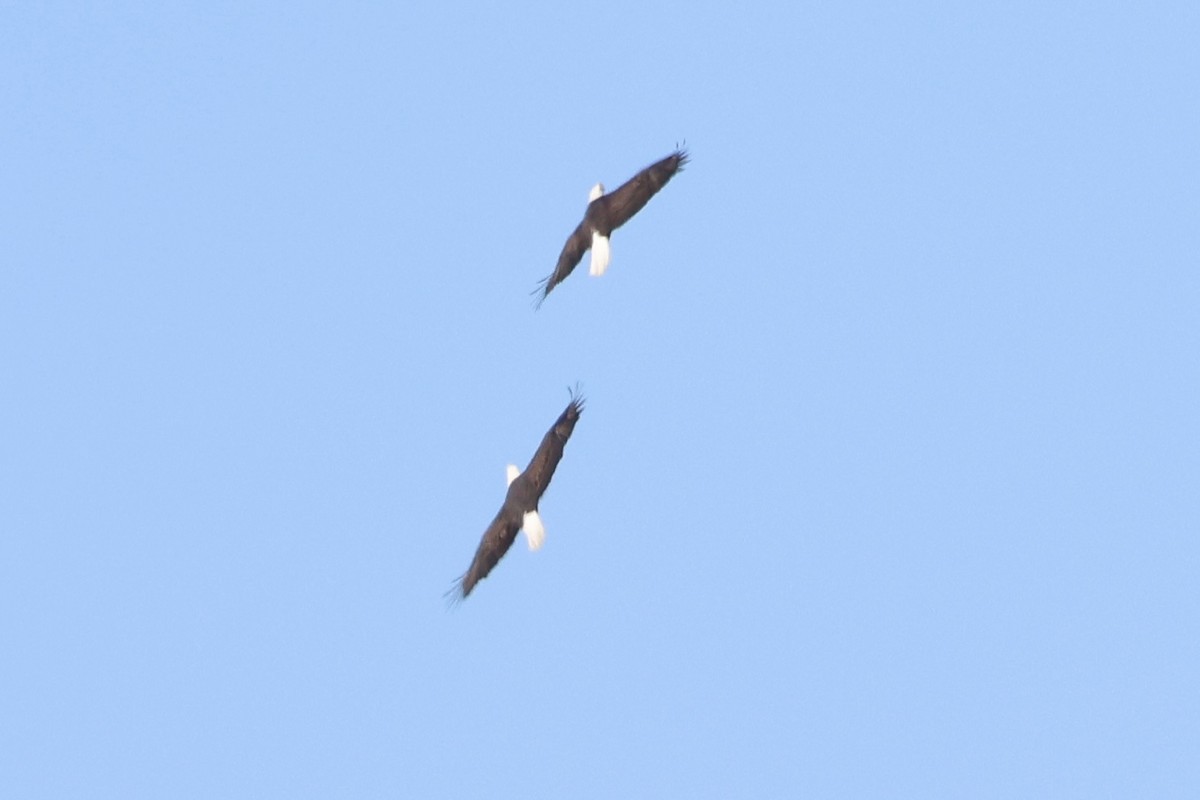 Bald Eagle - ML630756692
