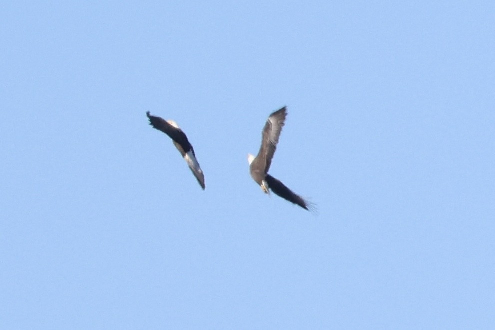 Bald Eagle - ML630756694