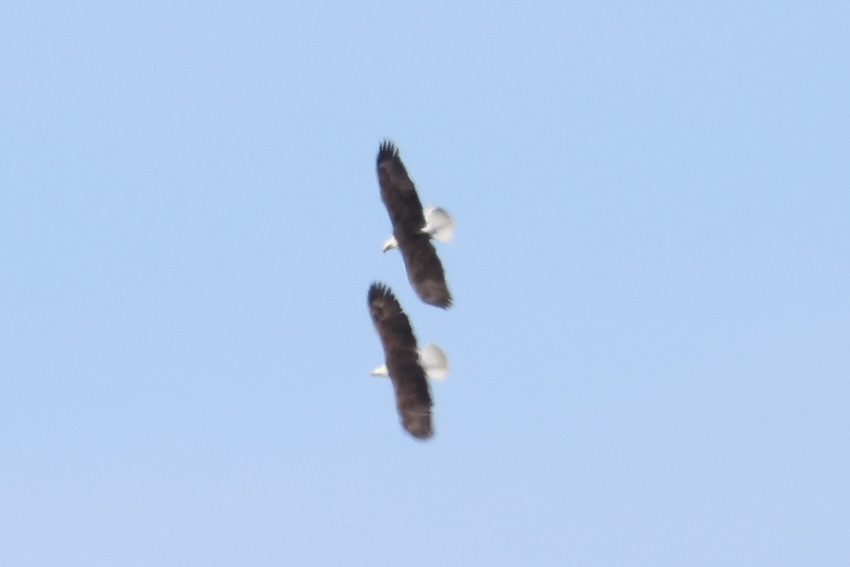 Bald Eagle - ML630756695