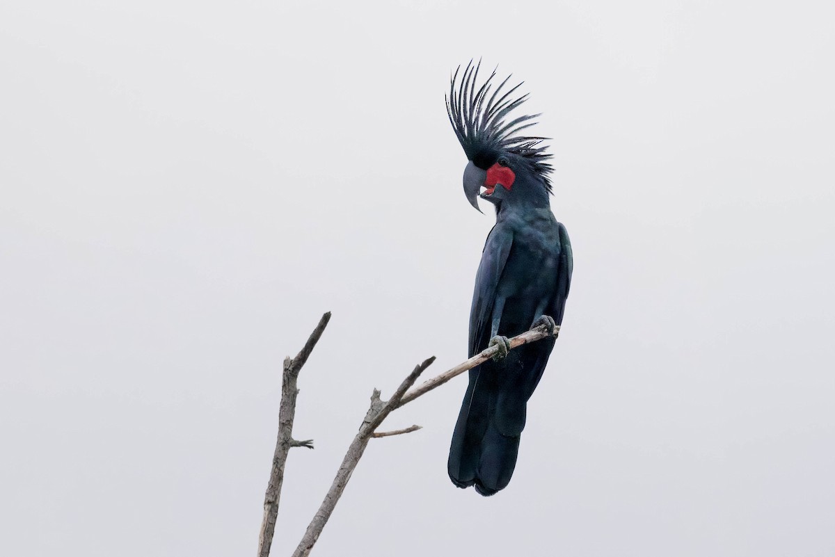 Palm Cockatoo - ML630756726