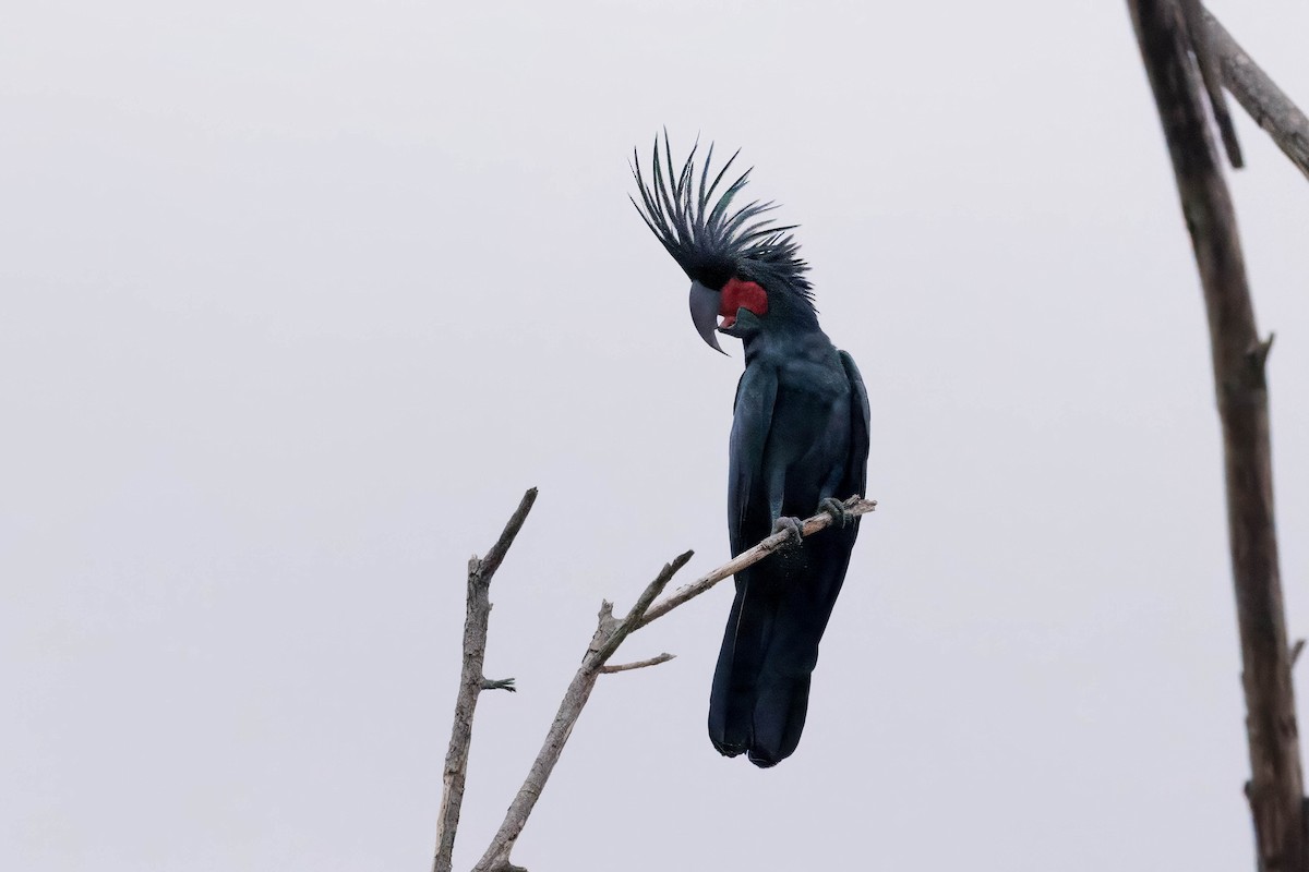 Palm Cockatoo - ML630756728