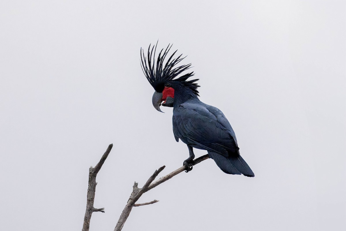 Palm Cockatoo - ML630756729