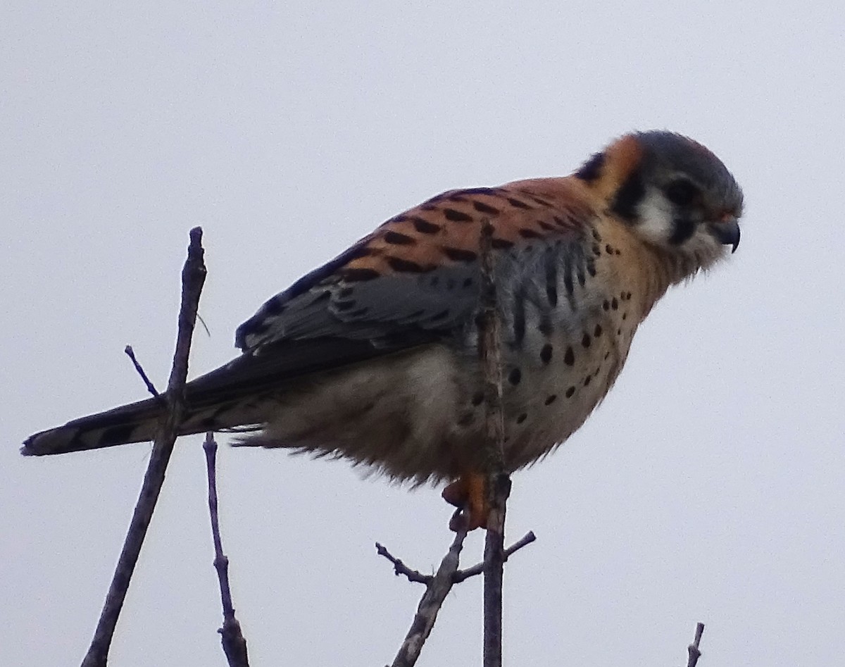 American Kestrel - ML630756745