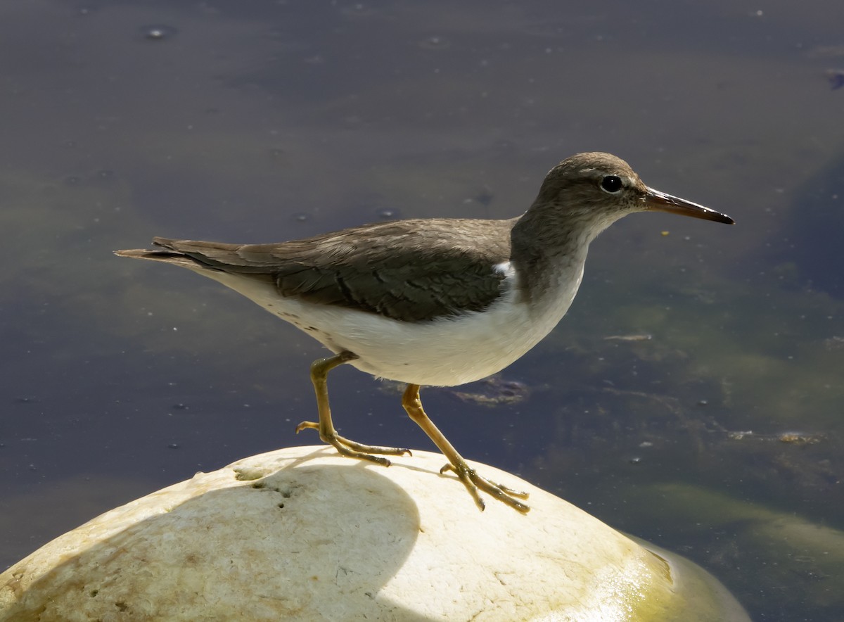 ביצנית נקודה - ML630756785