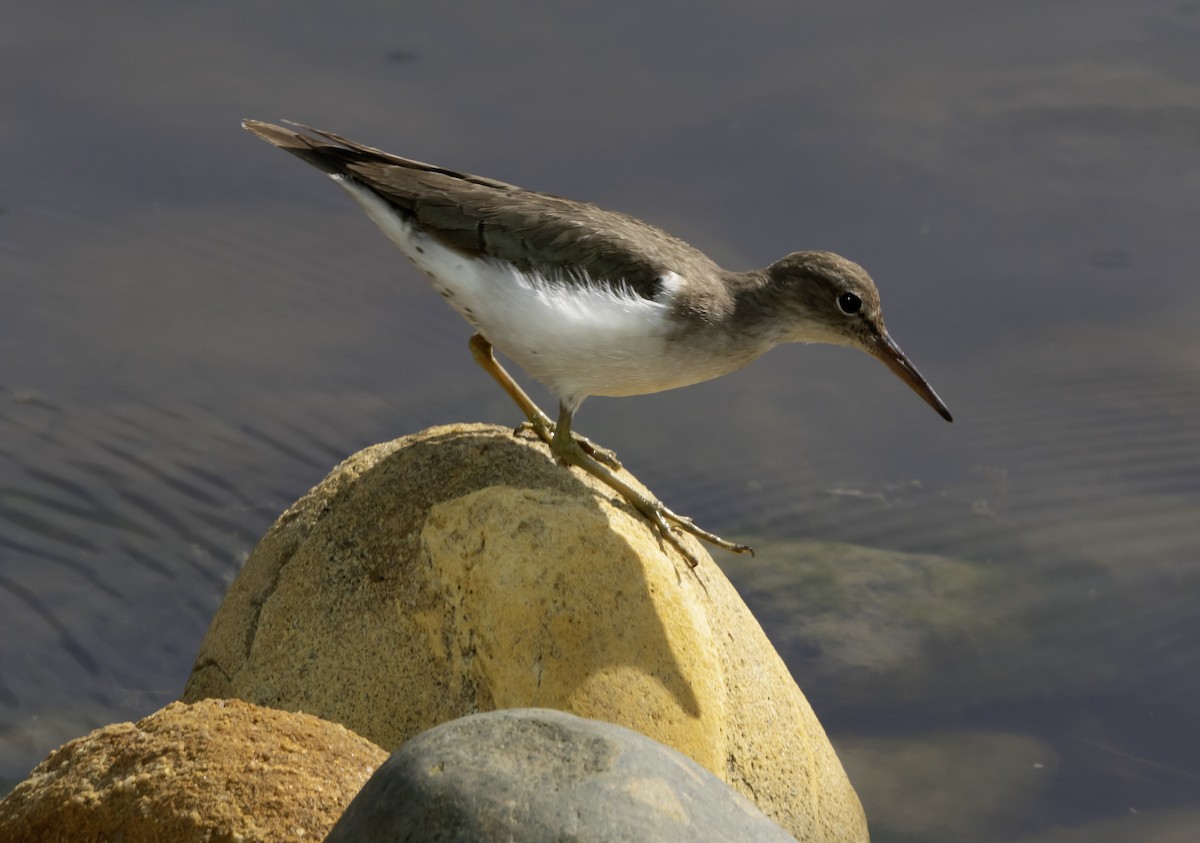 ביצנית נקודה - ML630756786