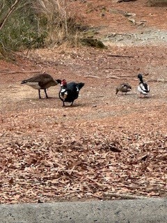 Muscovy Duck (Domestic type) - ML630756921