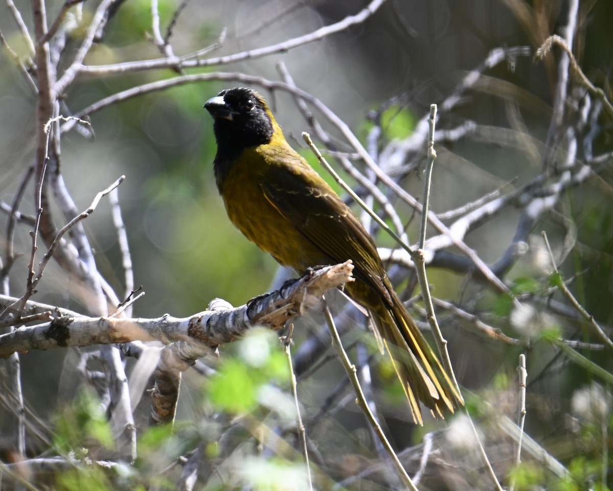 Crimson-collared Grosbeak - ML630757005