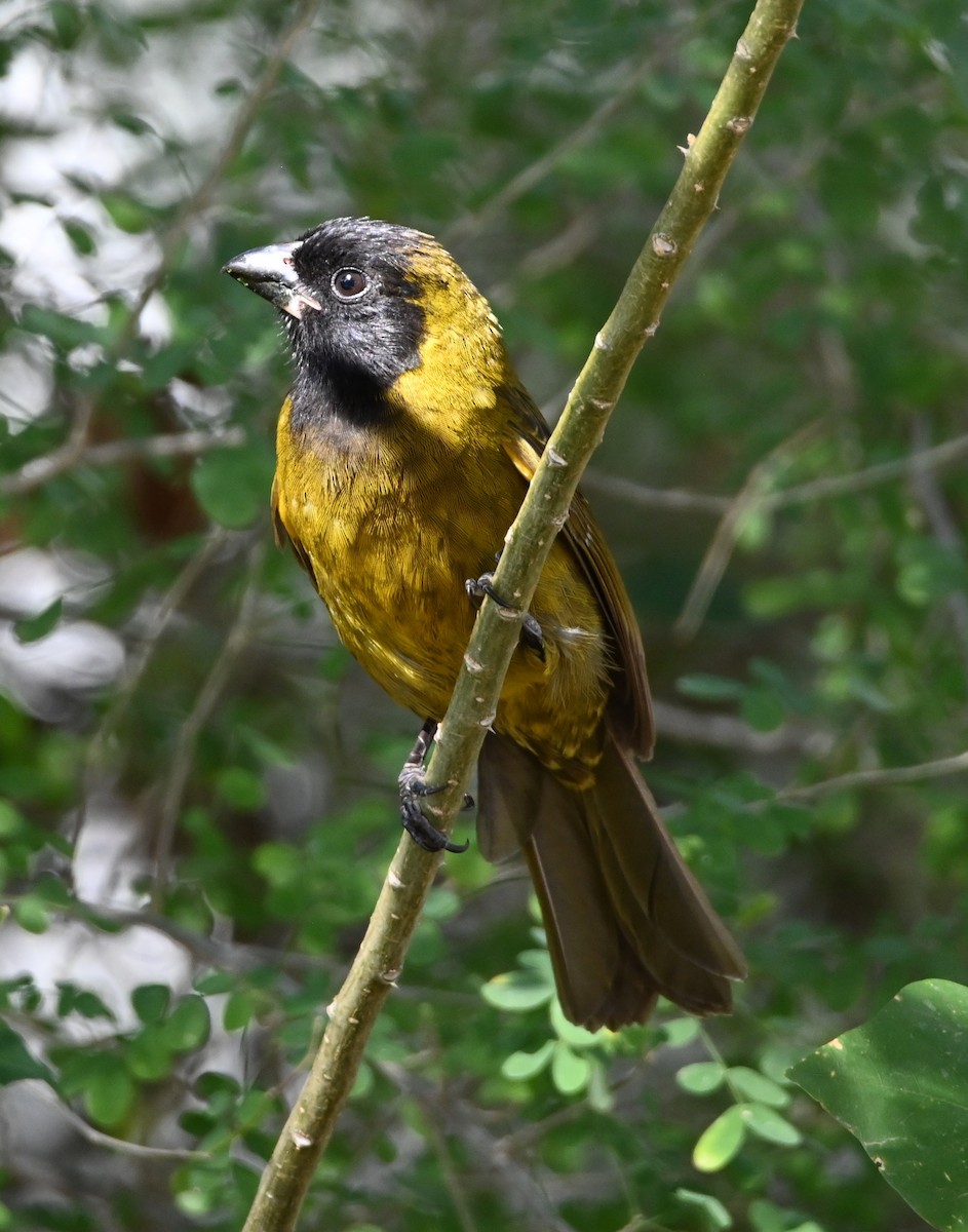 Crimson-collared Grosbeak - ML630757006