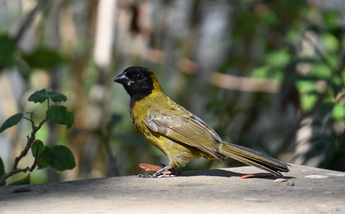 Crimson-collared Grosbeak - ML630757007