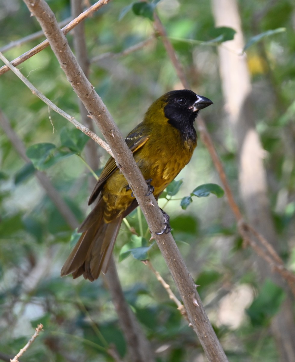 Crimson-collared Grosbeak - ML630757008