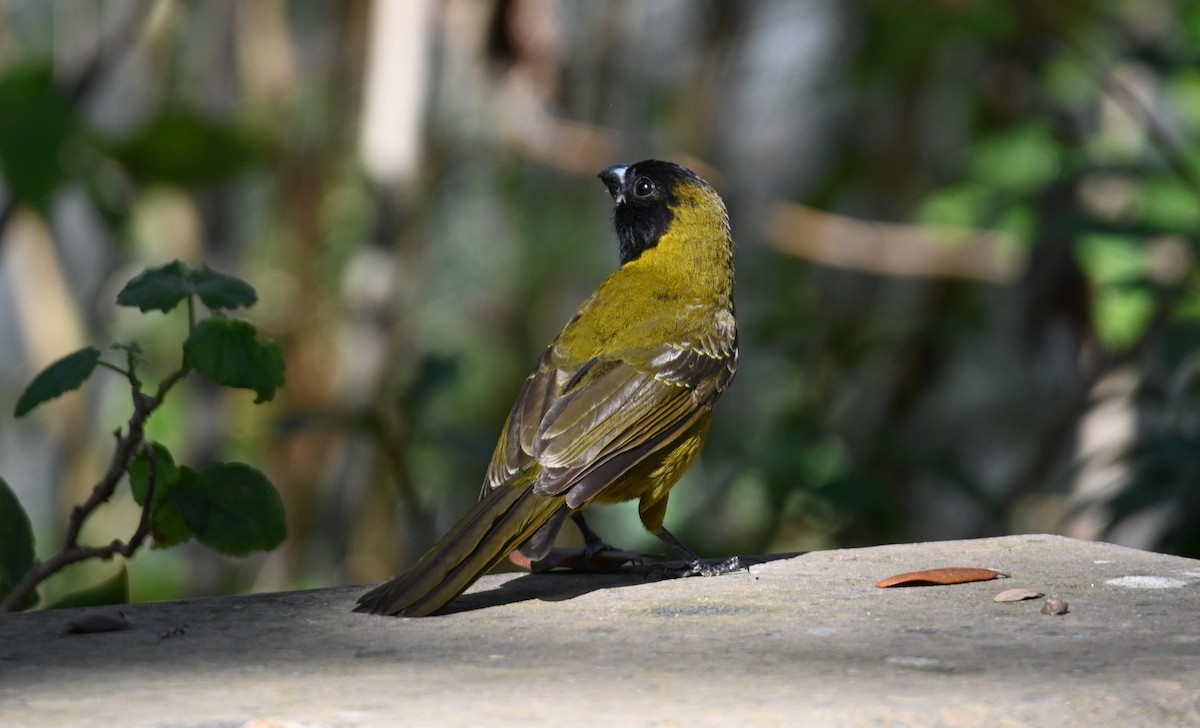 Crimson-collared Grosbeak - ML630757009