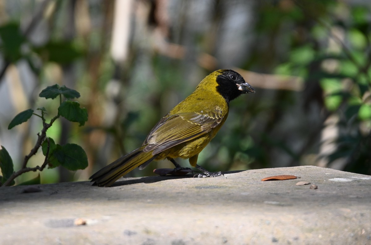 Crimson-collared Grosbeak - ML630757010