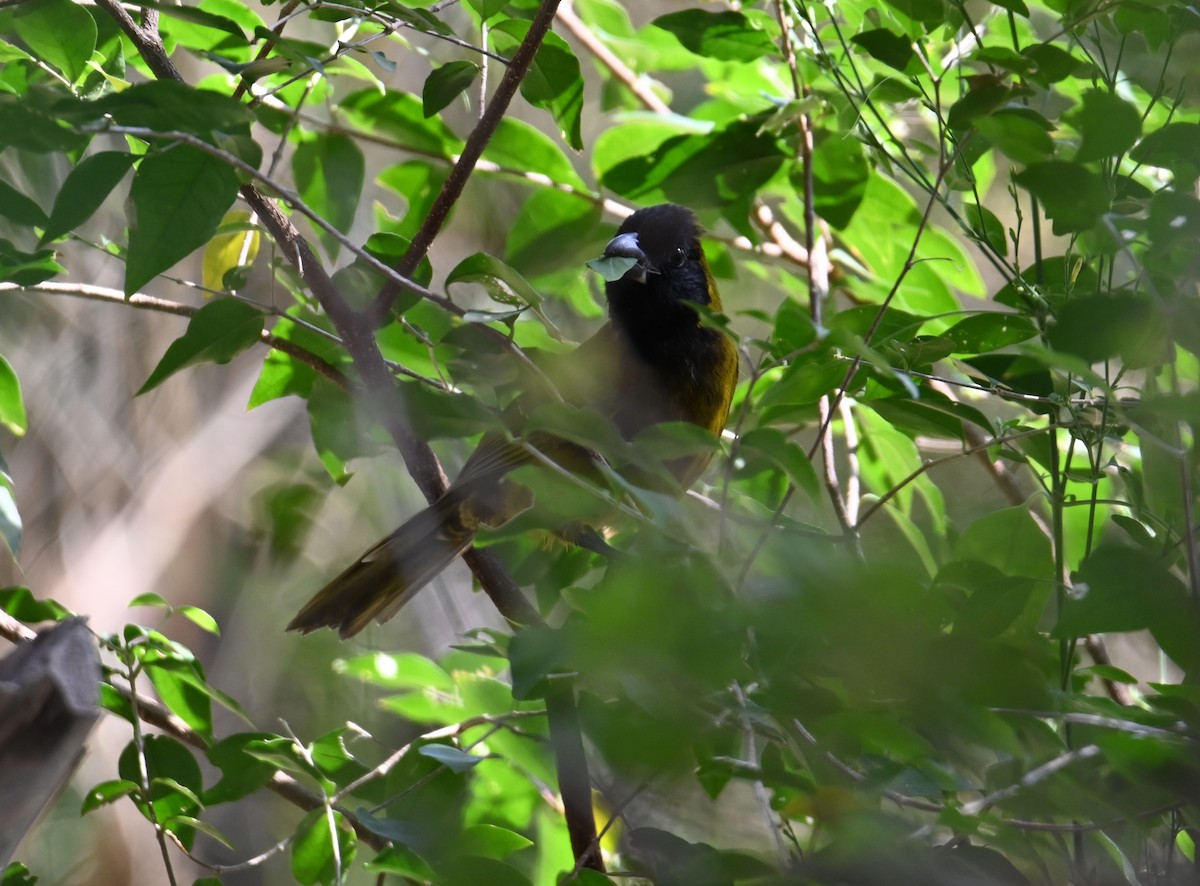 Crimson-collared Grosbeak - ML630757011