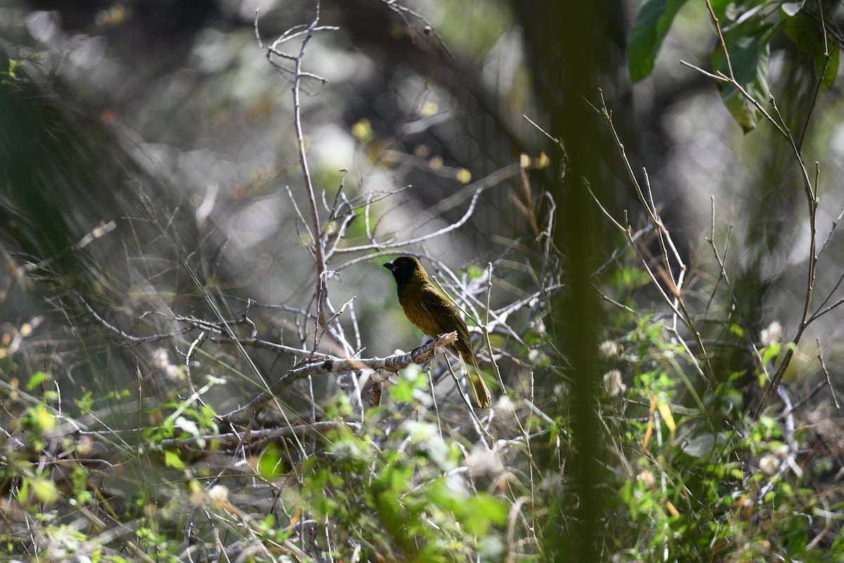 Crimson-collared Grosbeak - ML630757012