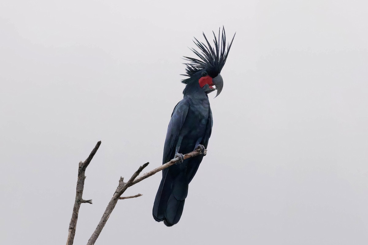 Palm Cockatoo - ML630757155