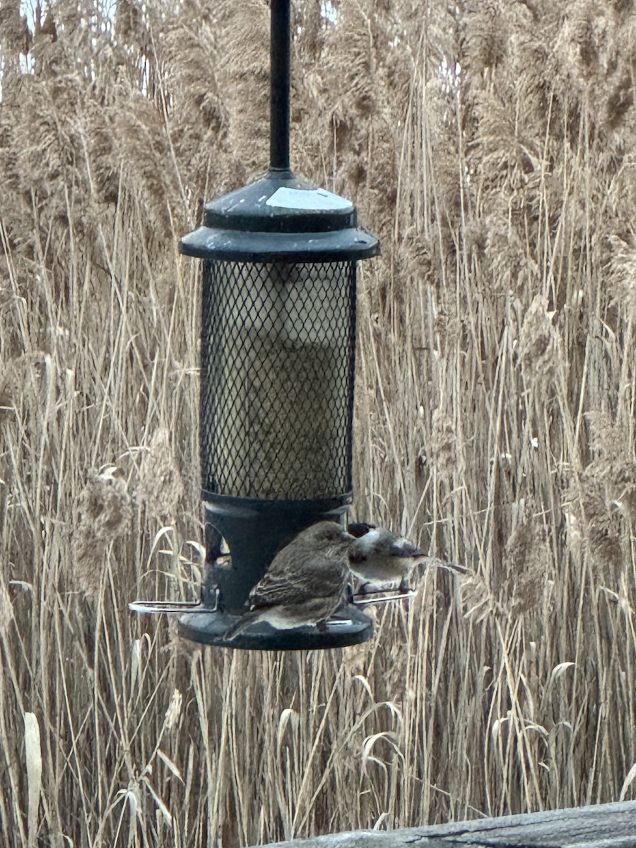 Black-capped Chickadee - ML630757307