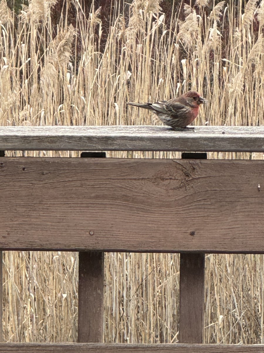 House Finch - ML630757431