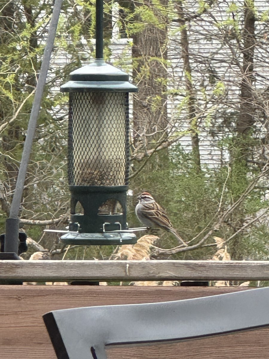 Chipping Sparrow - ML630757436