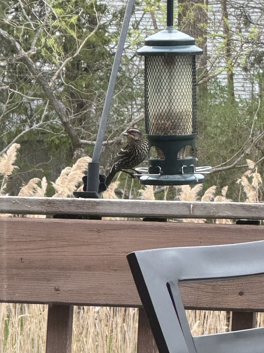 Red-winged Blackbird - ML630757441