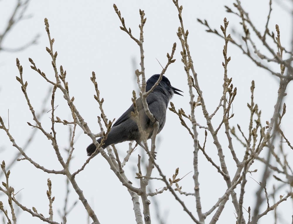 Pinyon Jay - ML630757651