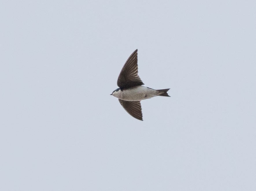 Tree Swallow - ML630757663