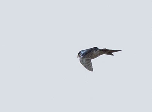 Tree Swallow - ML630757665