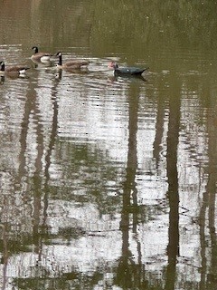 Muscovy Duck (Domestic type) - ML630757696