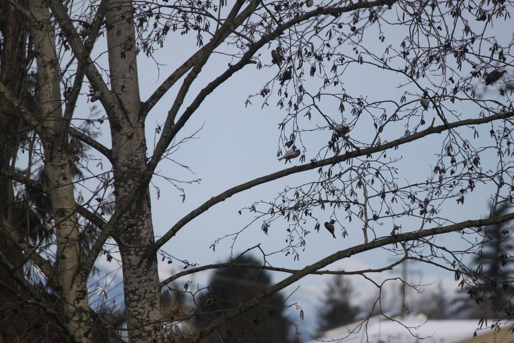 Redpoll (Common) - ML630757707