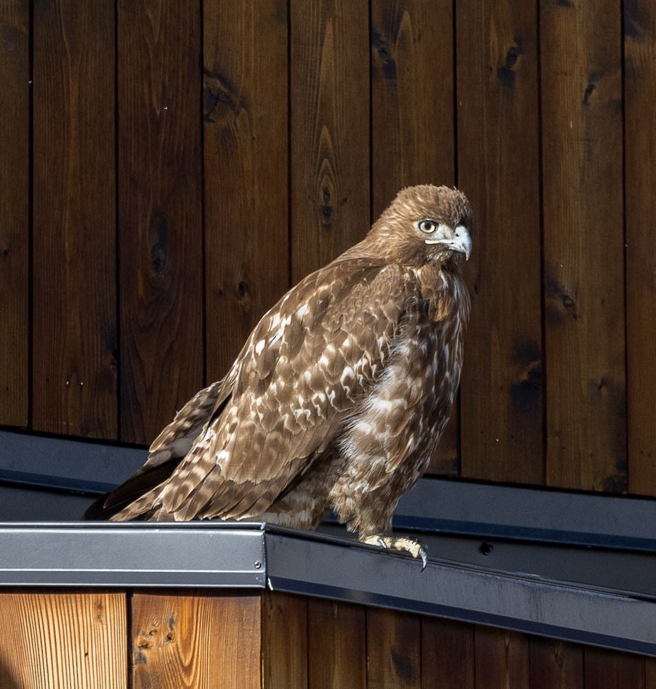 Red-shouldered Hawk - ML630757841