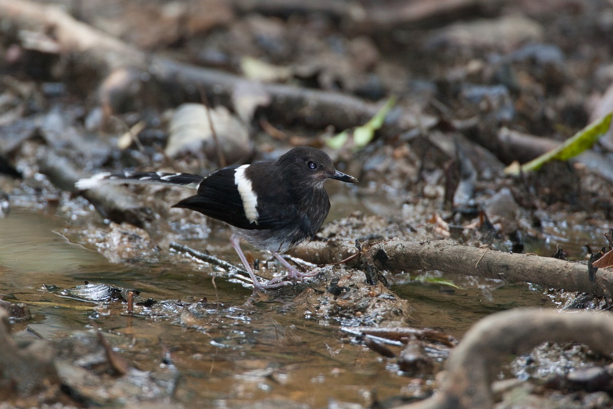 Bornean Forktail - ML630758563