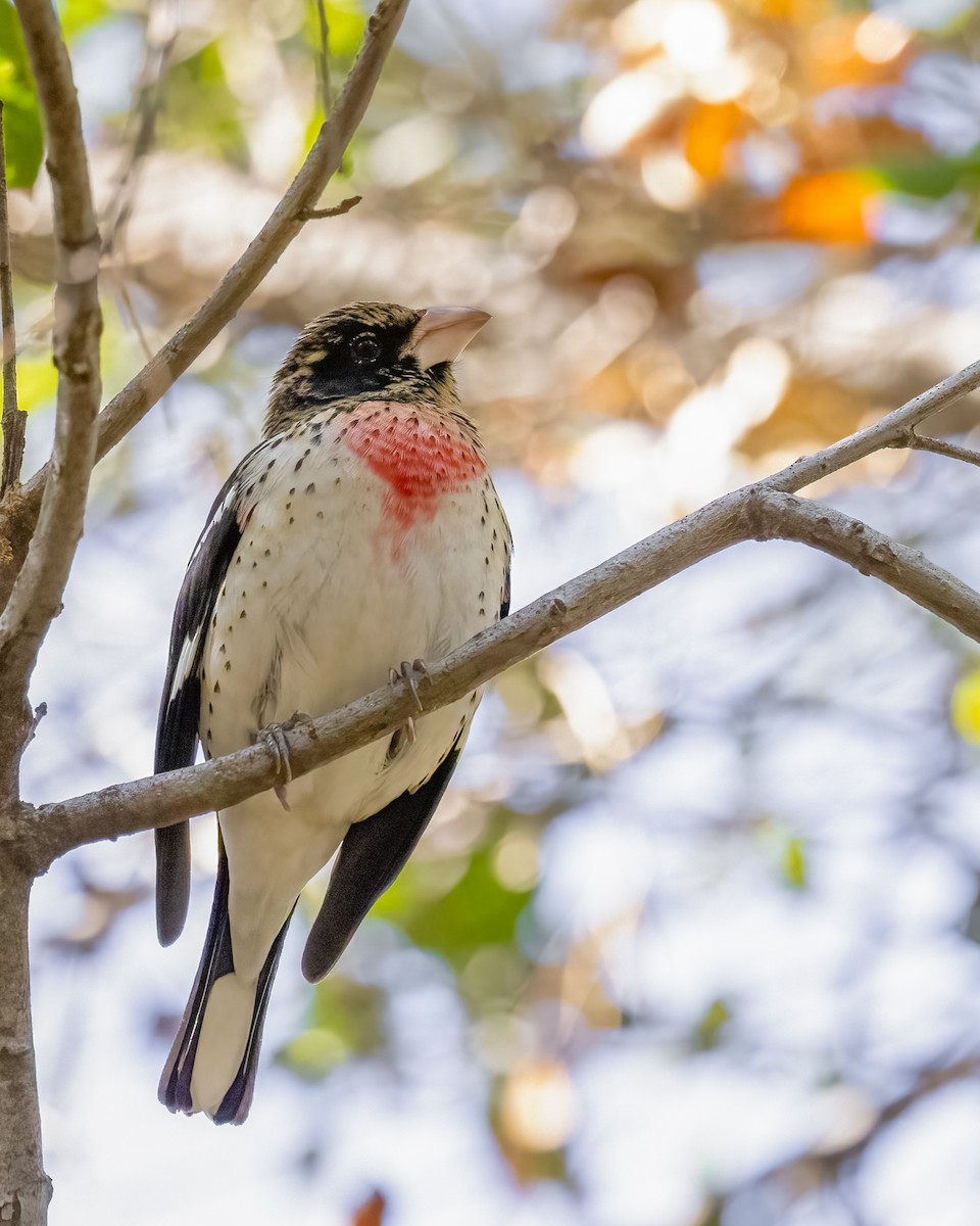 Rose-breasted Grosbeak - ML630758594