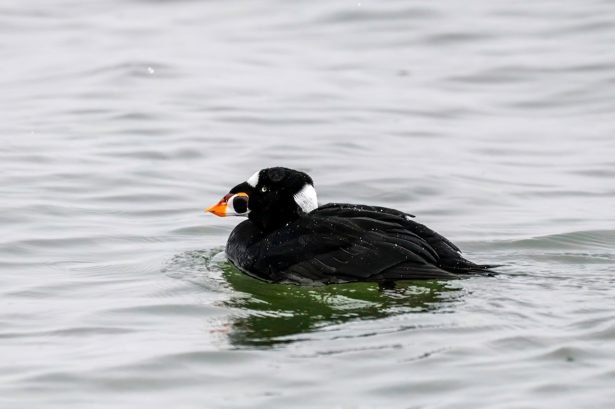 Surf Scoter - ML630758948