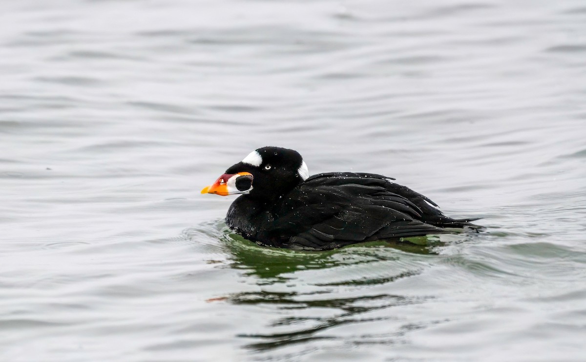 Surf Scoter - ML630758949