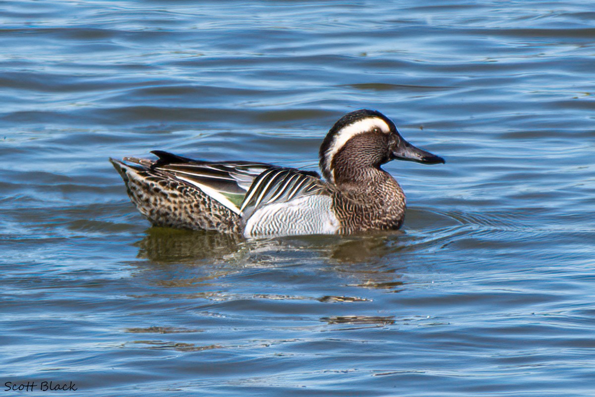 Garganey - ML630758972