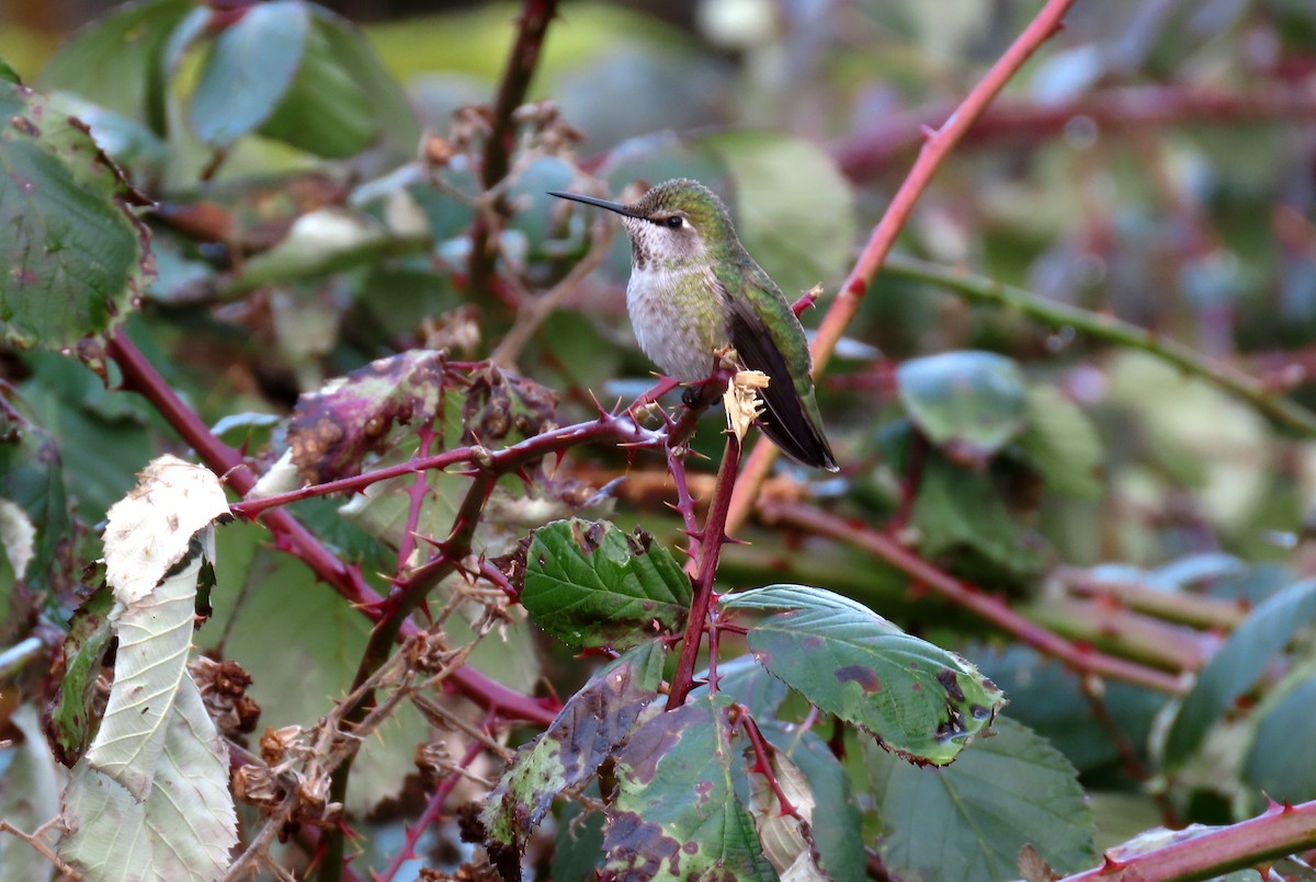 Anna's Hummingbird - ML630759242