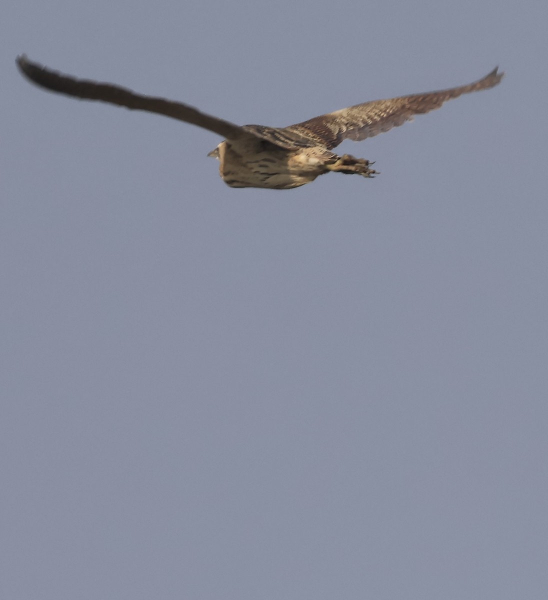 Eurasian Bittern - ML630759256