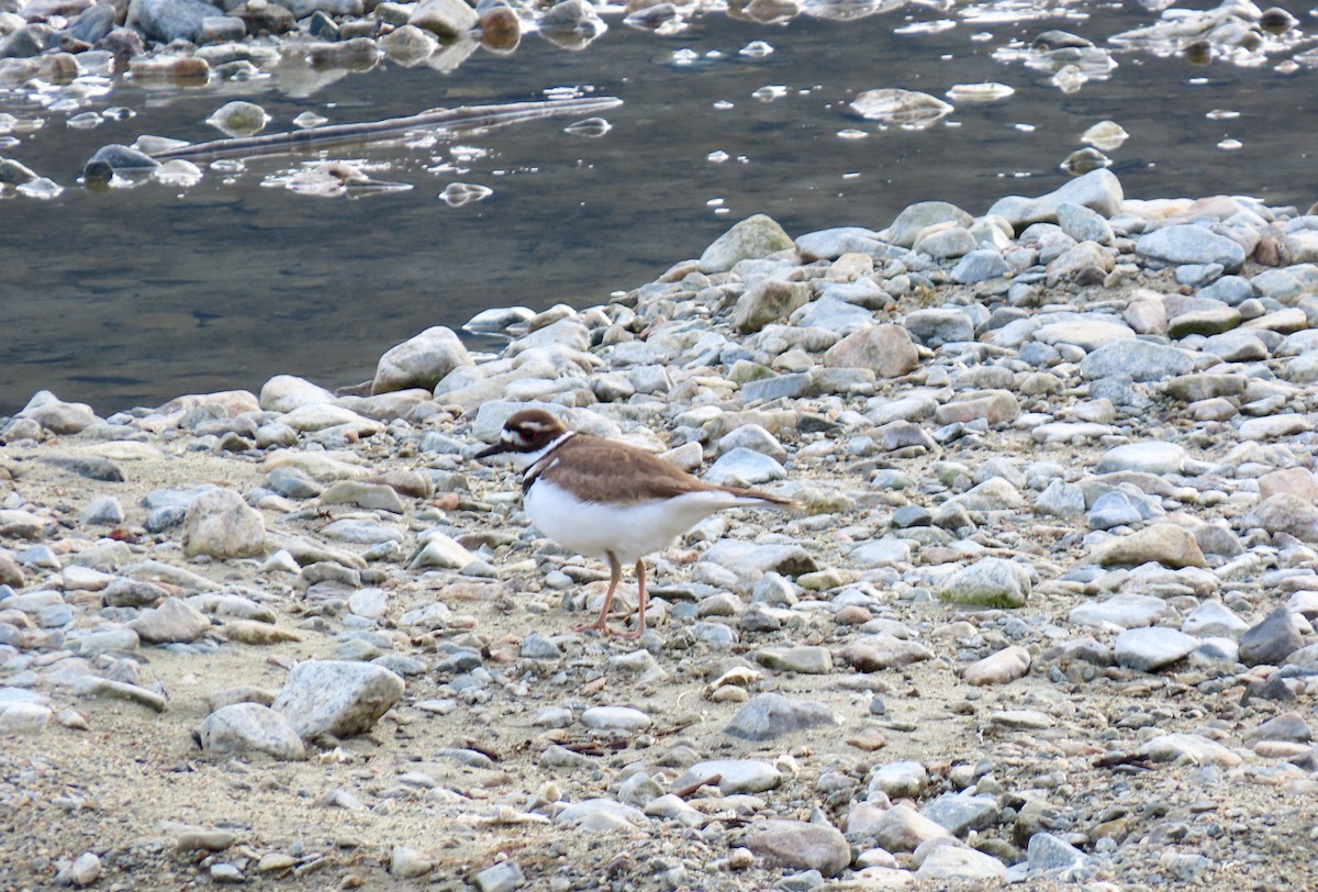 Killdeer - ML630759258