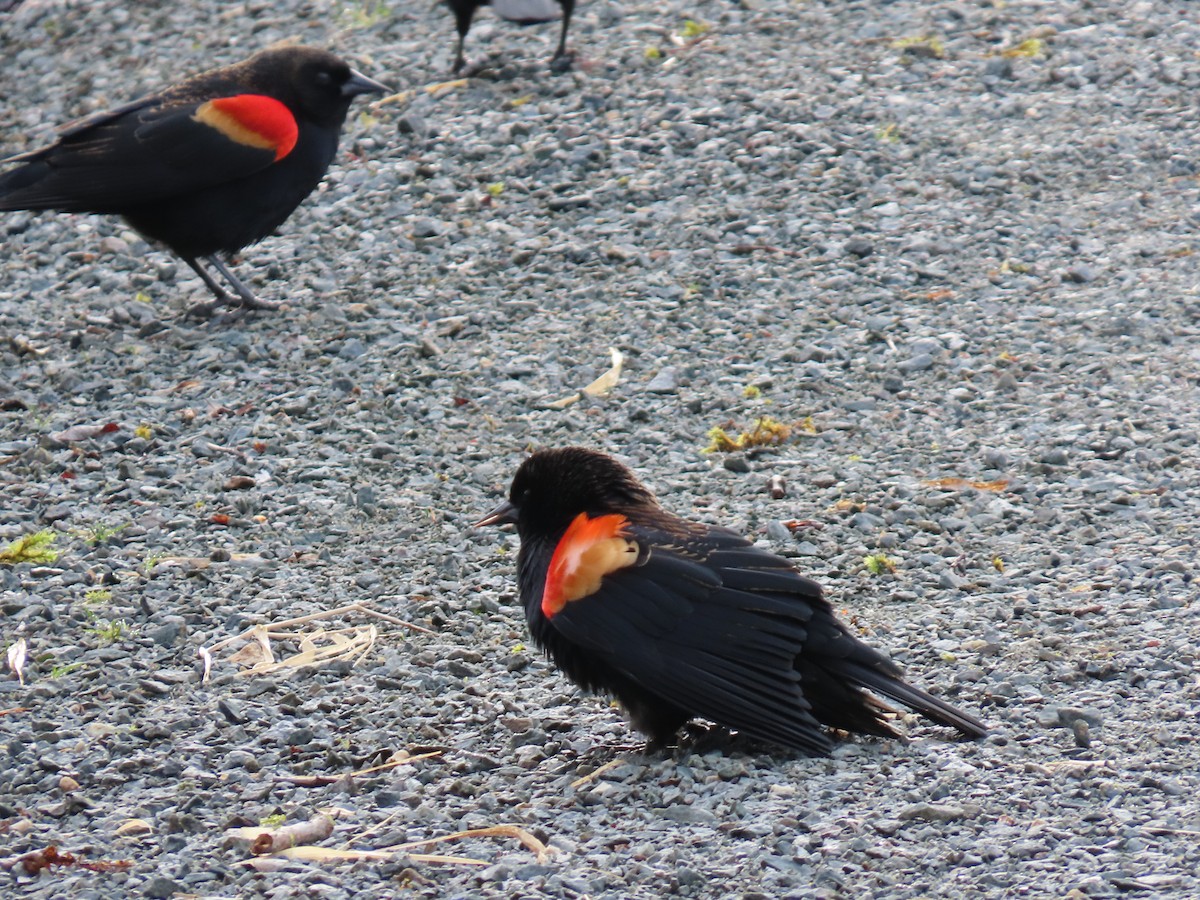 Red-winged Blackbird - ML630759301