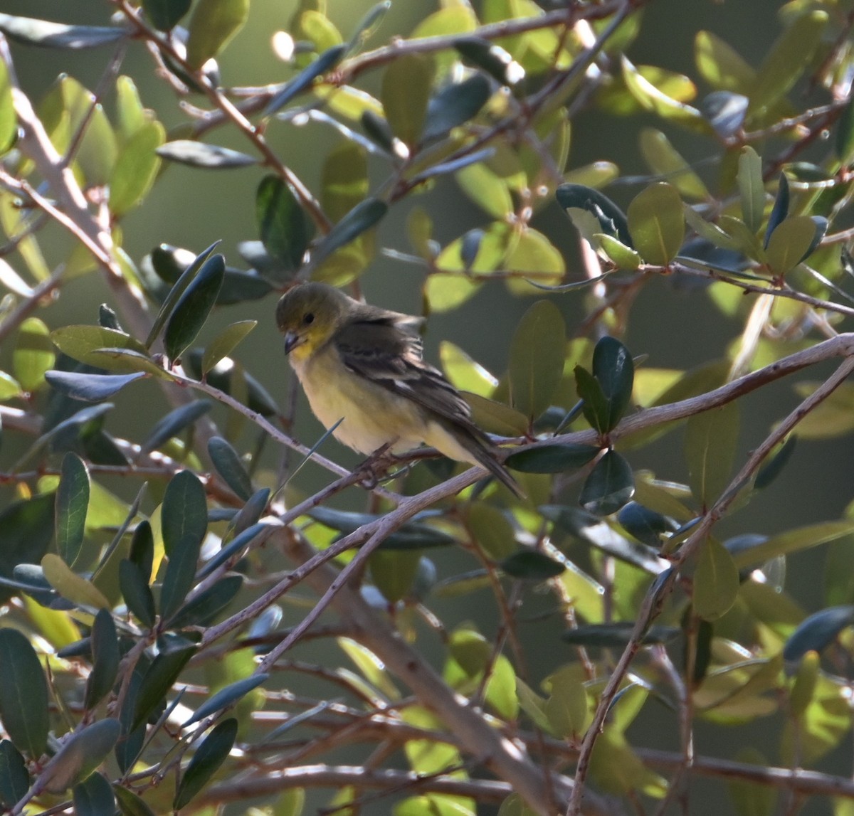 Lesser Goldfinch - ML630759456