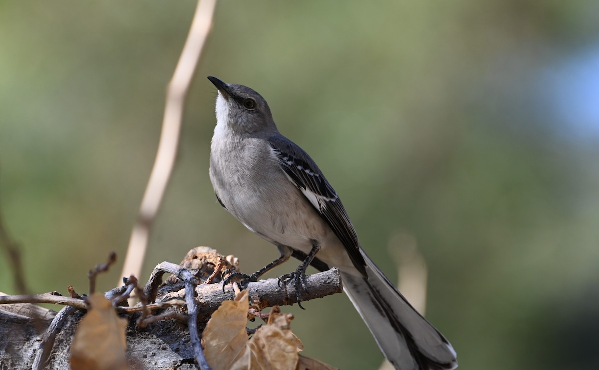 Northern Mockingbird - ML630759474