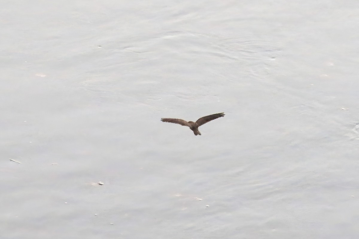 Bahian Nighthawk - ML630759491