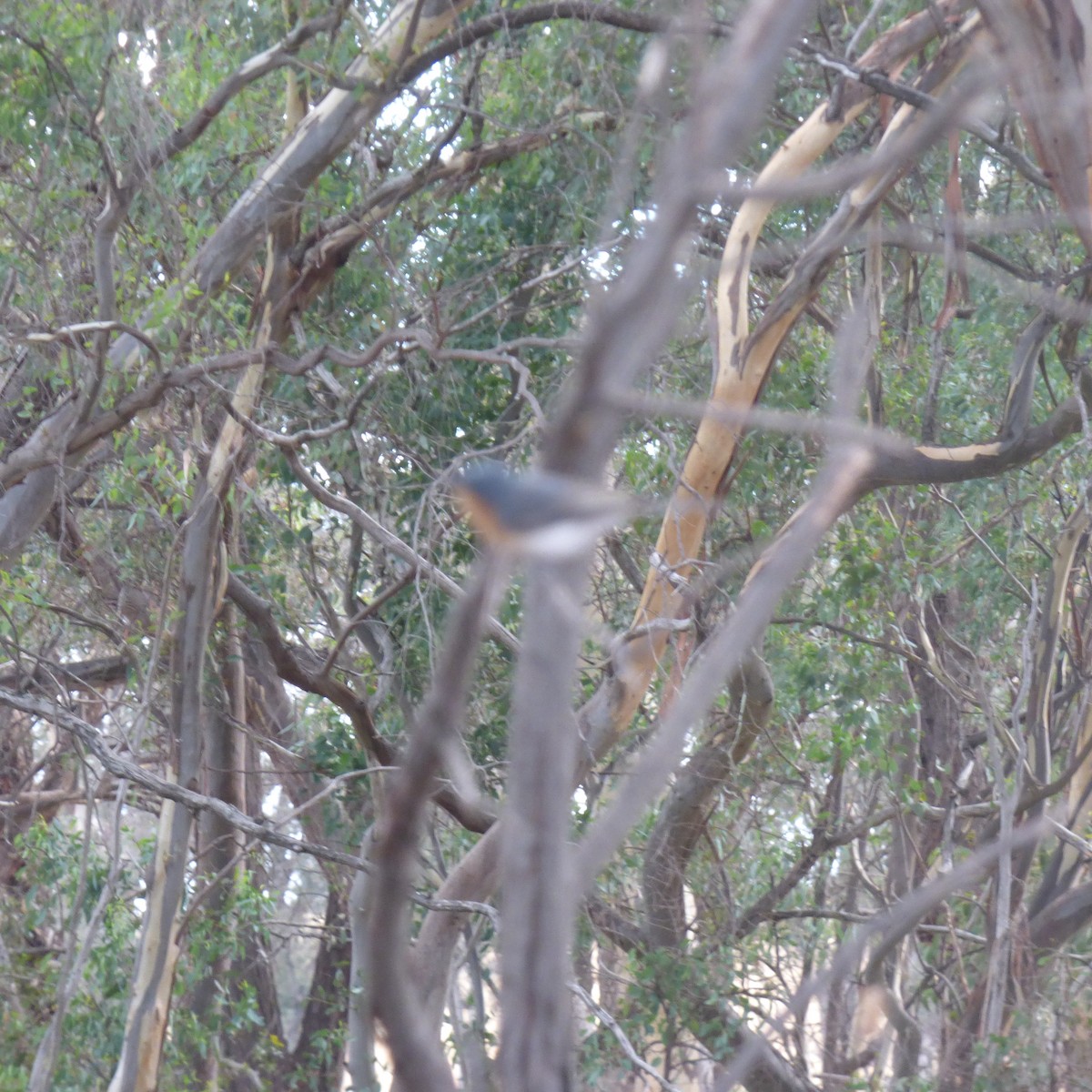 Leaden Flycatcher - ML630759516