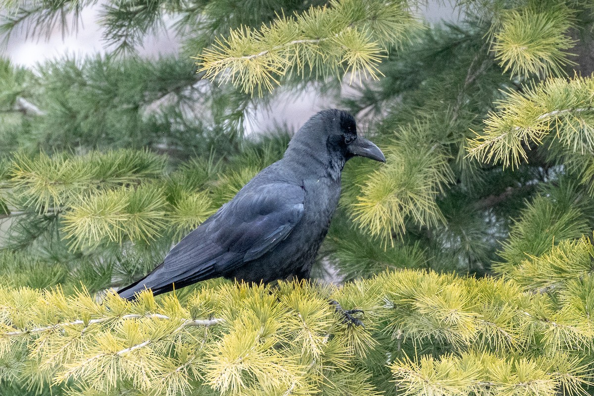 Large-billed Crow - ML630759532