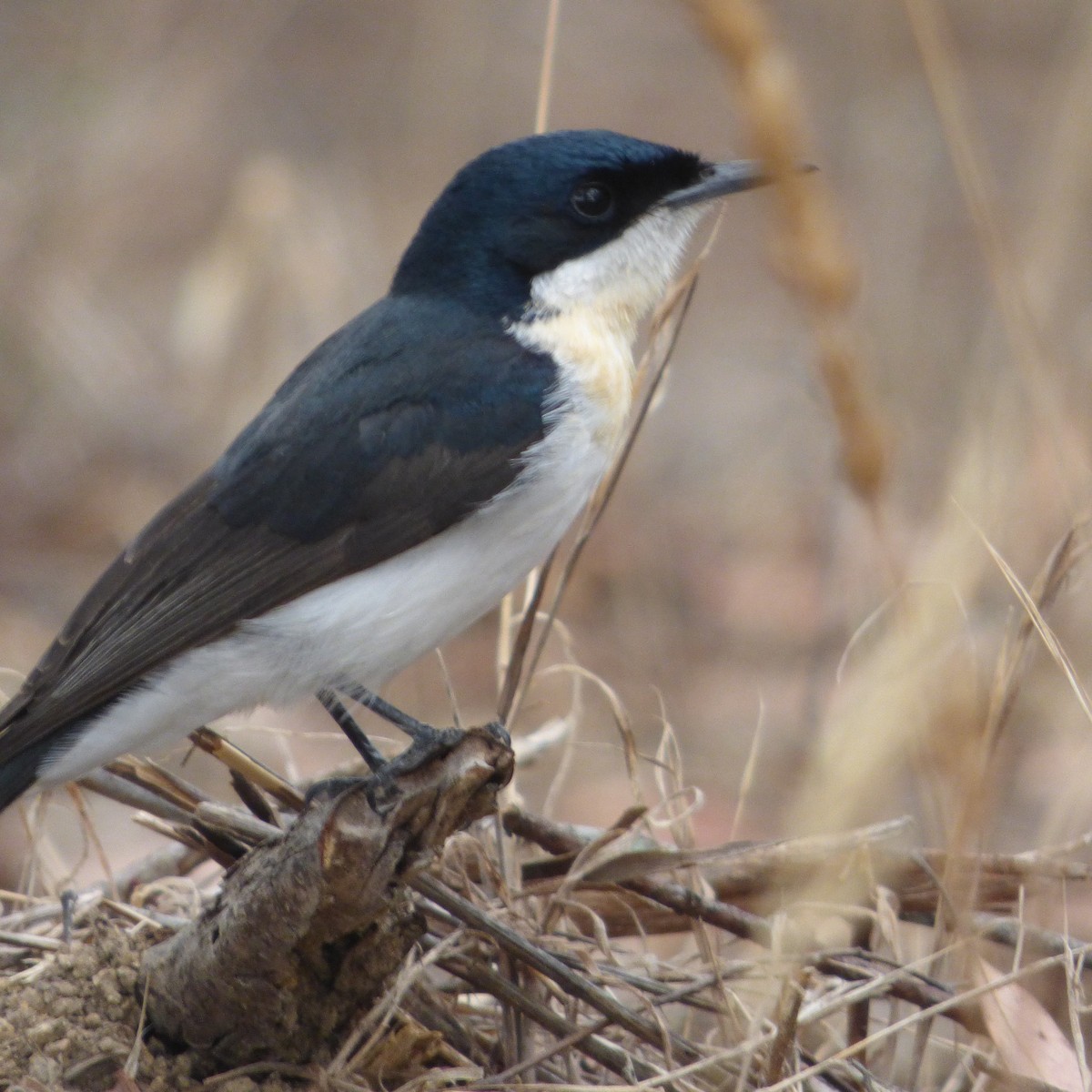 Restless Flycatcher - ML630759590