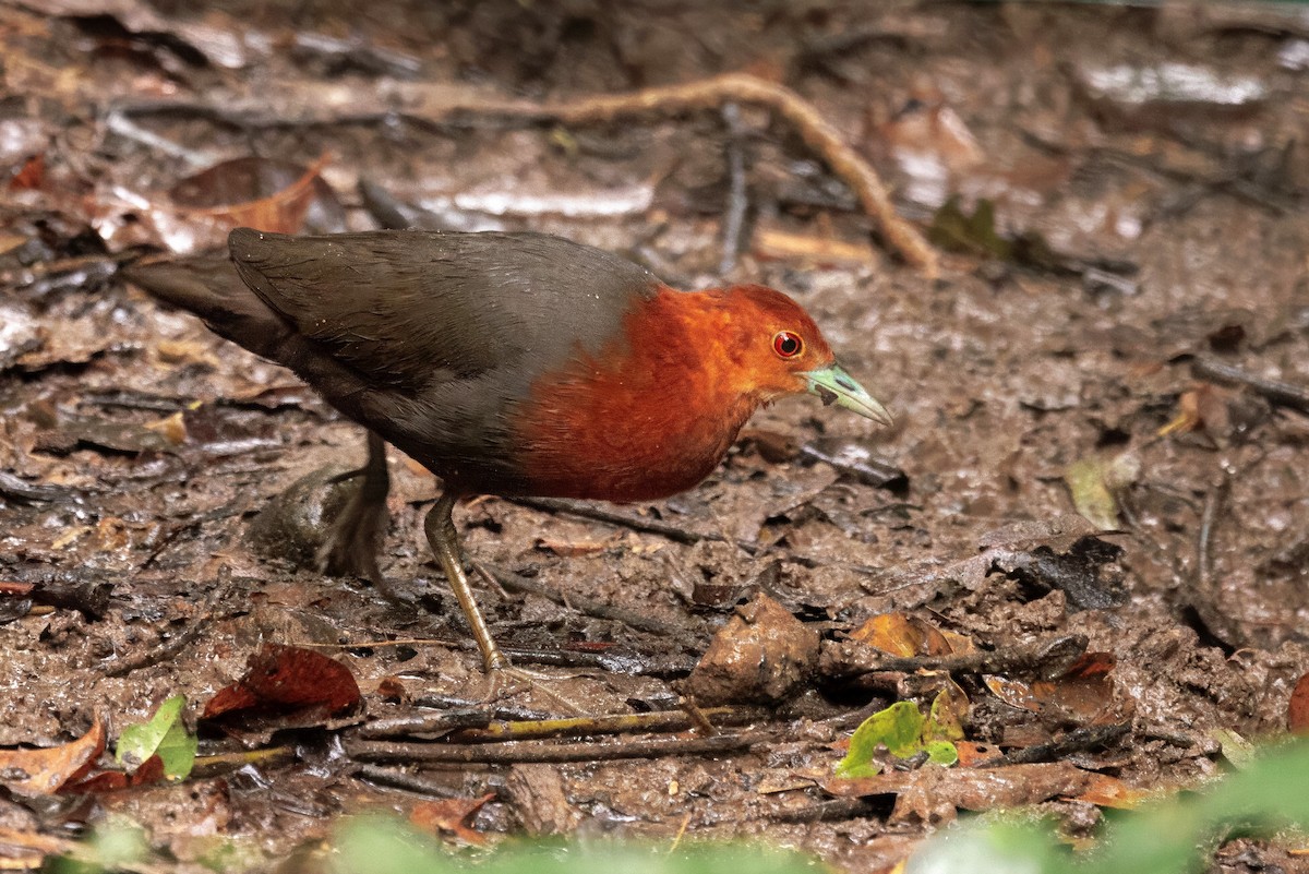 Red-necked Crake - ML630759594
