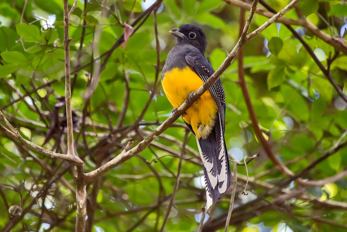 Green-backed Trogon - Leonardo Merçon / Instituto Últimos Refúgios