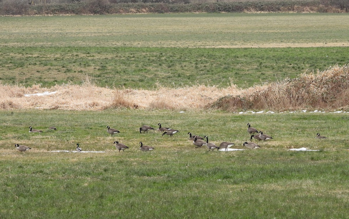 Canada Goose - ML630759824