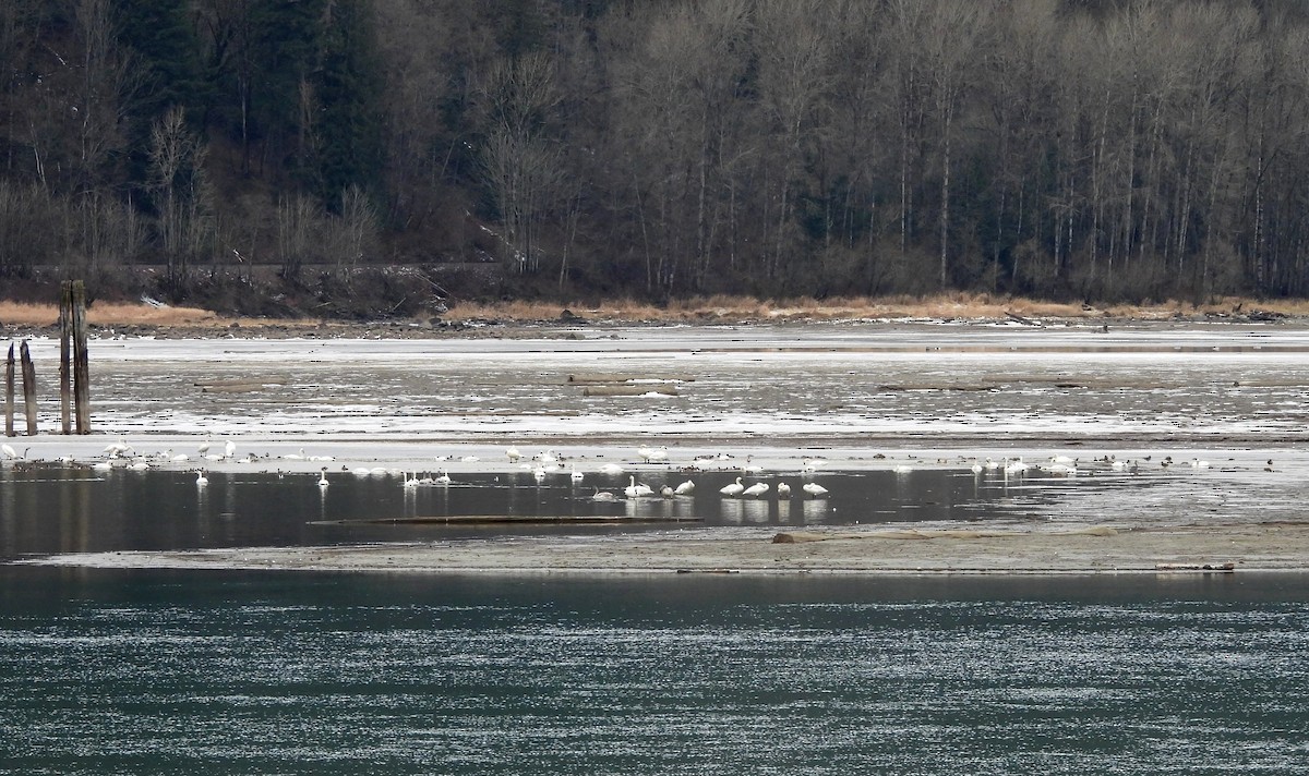 Trumpeter Swan - ML630759834