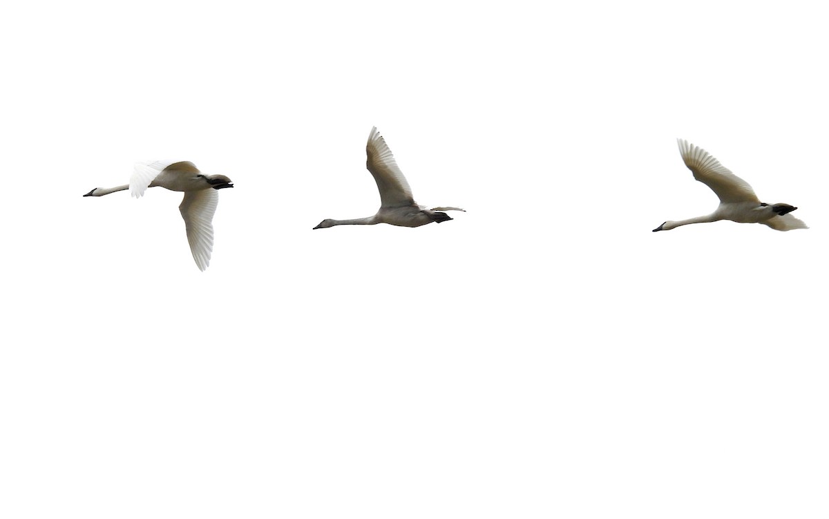 Trumpeter Swan - ML630759850