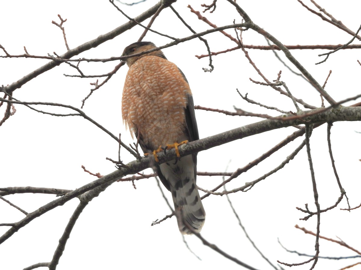 Cooper's Hawk - ML630759863